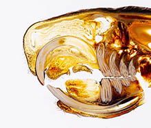 Zahnproblem bei Nagetieren